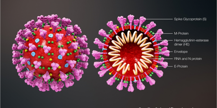 What Is Coronavirus?