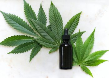 CBD  Why It Has Become So Popular