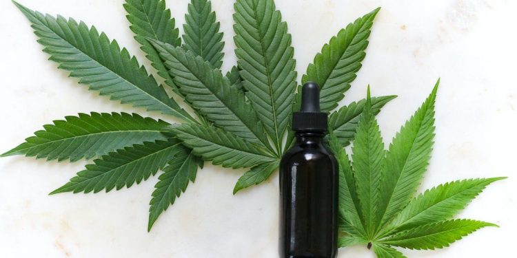 CBD  Why It Has Become So Popular