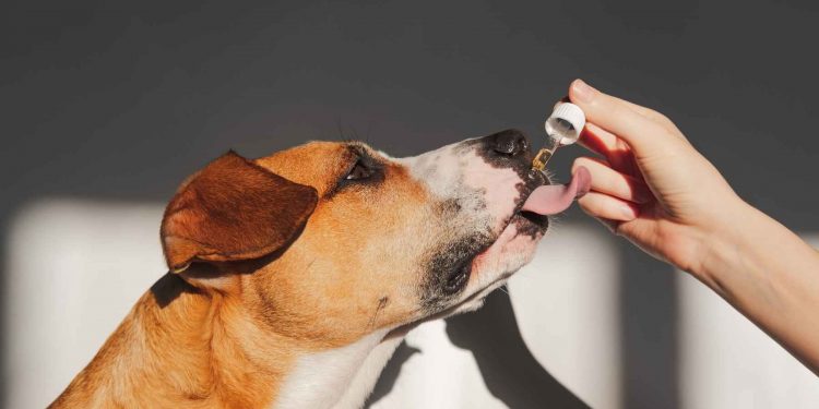 Is Tribe CBD Oil Good For Pets?