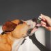 Is Tribe CBD Oil Good For Pets?