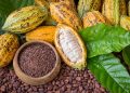 Benefits and side effects of Raw cacao